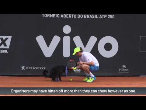 Brazil Open uses dogs as ball boys!