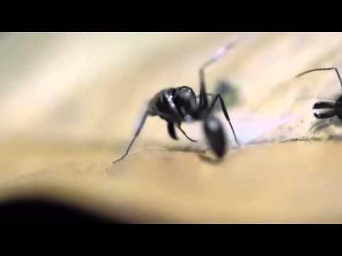 Top 10 Bizarre Insect Predators - 14