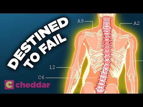 The Human Back Is A Design Disaster - Cheddar Explores