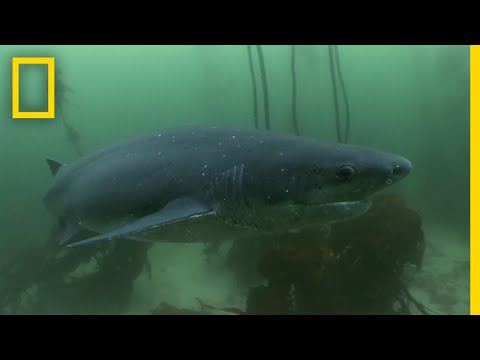The Cookiecutter Shark | Sharks of Bermuda Triangle