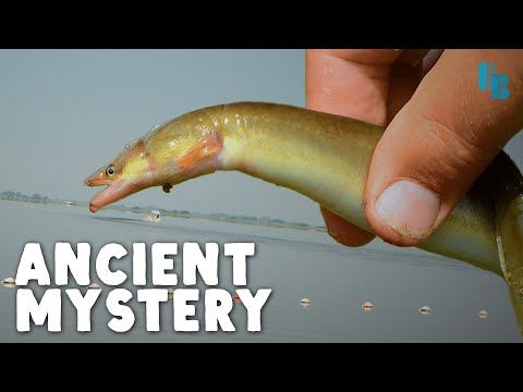 We Finally Know Where Eels Come From