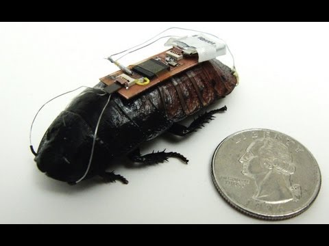 Remote-Controlled Cockroach Trained to be First Responder