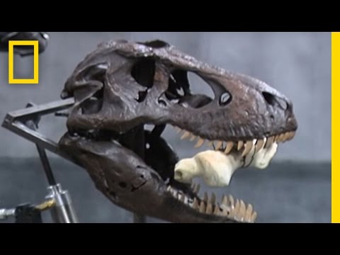 T. Rex&#039;s Bone-Crushing Bite | National Geographic