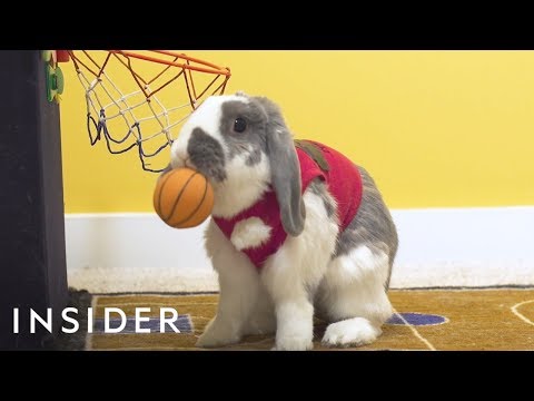 Meet The Bunny That&#039;s A Basketball Star
