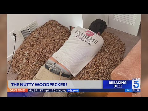 700 pounds of nuts discovered in wall of CA home, thanks to Woodpecker