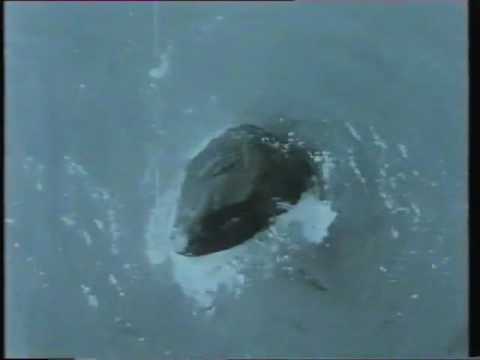 The first killer whale in captivity - Moby Doll, July 1964 Burrard Drydock