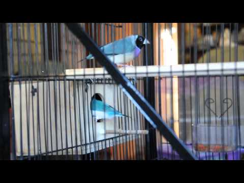 Lady Gouldian Finches nesting dance