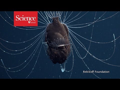 First footage of deep-sea anglerfish pair