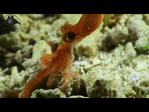 Wolfi Octopus - Smallest Octopus in the WORLD does comedy disappearing act on night dive!