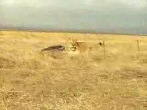 Warthog VS Lion