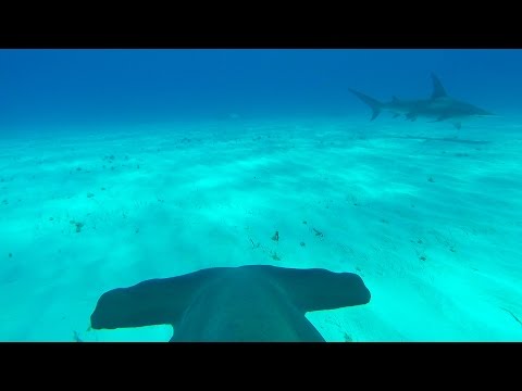 10 Bizarre Quirks Of Ocean Life Caught On Film - 38