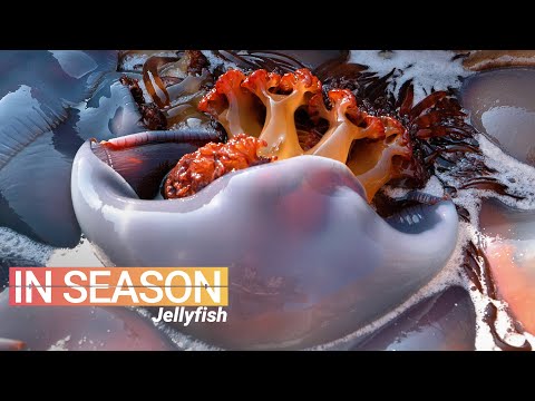 How Jellyfish is Eaten in China - In Season (S1E5)