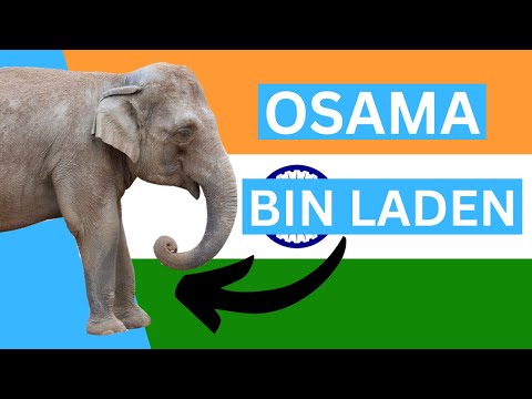 The Killer Elephant Named Osama Bin Laden