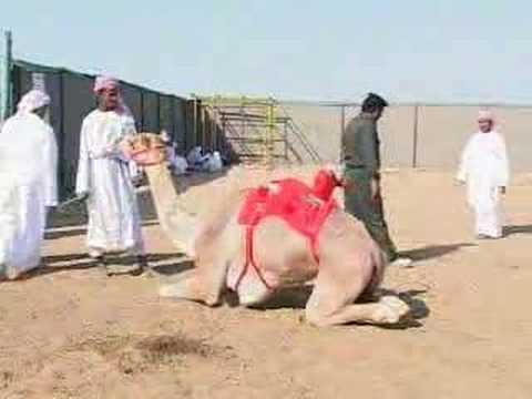 Robots replace children as camel jockeys in UAE