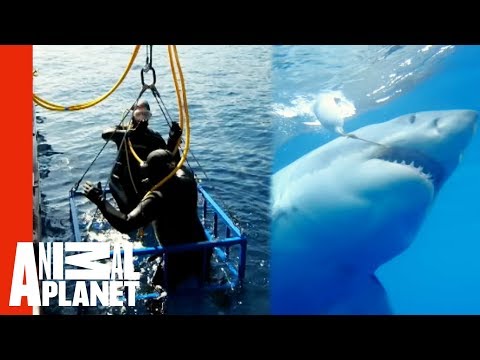 Extreme Great White Shark Cage Attack | World&#039;s Scariest Animal Attacks