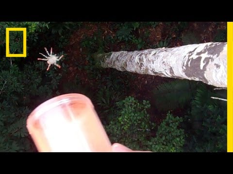 Flying Spiders: See Them in Action | National Geographic