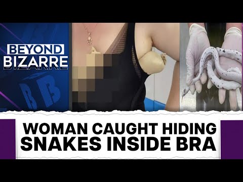 Woman Hides Snakes Inside Bra, Caught by Chinese Customs | Beyond Bizarre