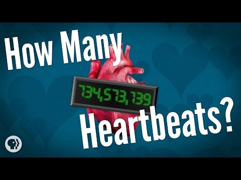 How Many Heartbeats Do We Get?