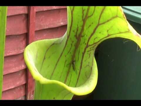 Pitcher Plant Swallows Hover Fly