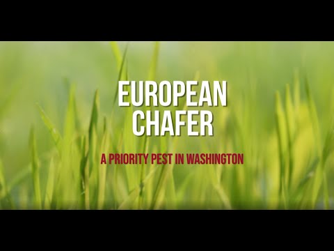 European Chafer: A Priority Pest in Washington