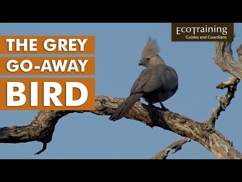 Grey Go Away Bird | Birds of the Bush | EcoTraining
