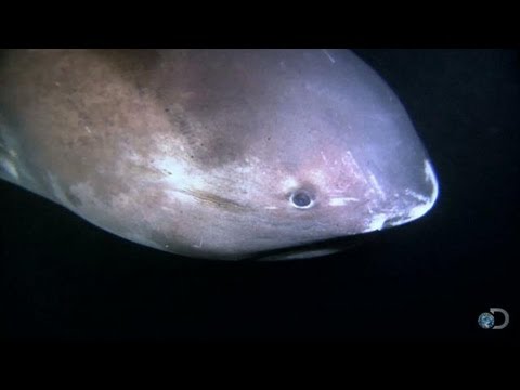 Alien Sharks: The Megamouth