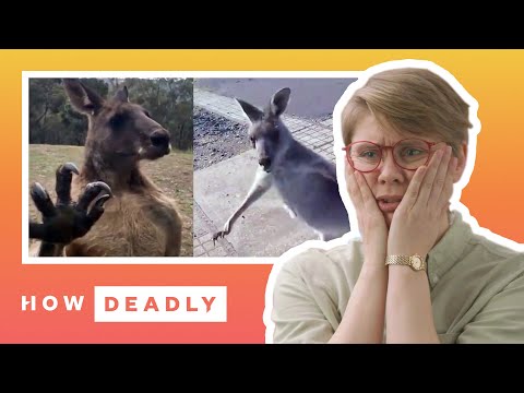 How dangerous are kangaroos in Australia? | REACTION