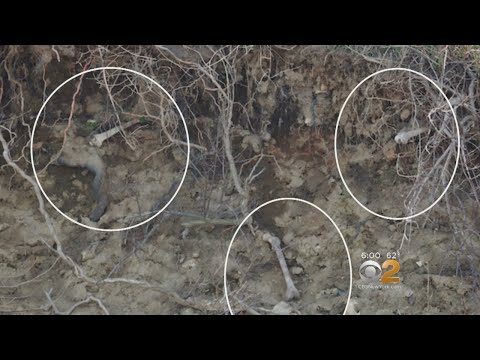 Hart Island Erosion Unearths Skeletons