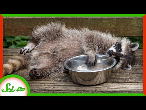 Raccoons Don’t Really Wash Their Food