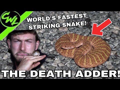 WORLD&#039;S FASTEST STRIKING SNAKE, THE DEATH ADDER!!!