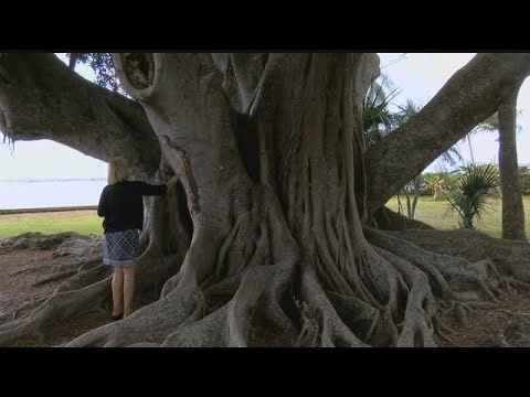 Fort Myers woman &#039;marries&#039; 100-year-old tree, hoping to save it