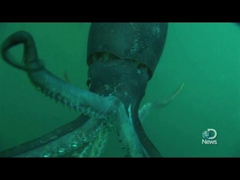 History of Kraken