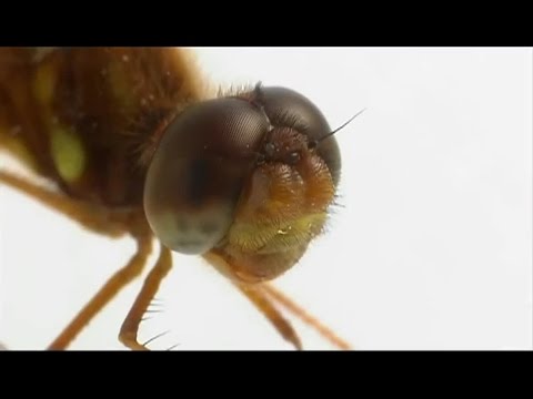 EVOLUTION - How eyes evolved HD