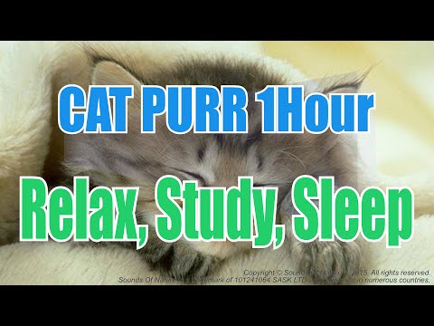 !!Happiest Cat Purring loud 1 hour - Calm, Relax for Study, Sleep, Phantom.