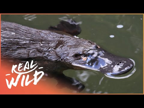 The Platypus: Australia&#039;s Unlikeliest Killer (Wildlife Documentary) | Deadly Australia | Real Wild