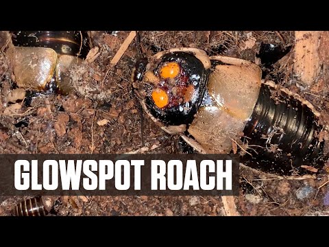 Glowspot Roaches Lucihormetica subcincta