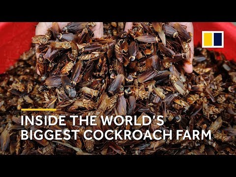 China: Inside the world’s biggest cockroach farm