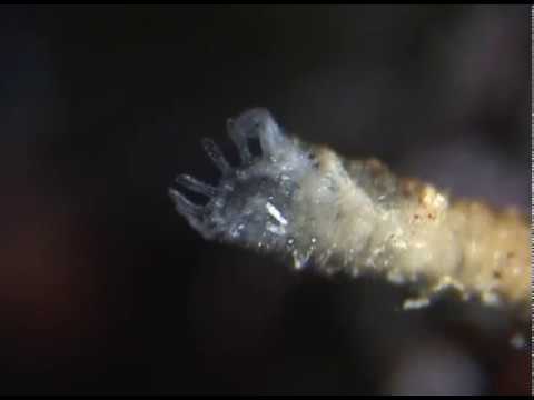 And jellyfish are born: scyphozoa strobilation