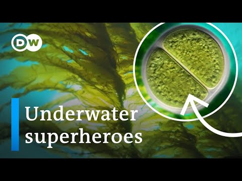 Why the world needs more algae, not less.