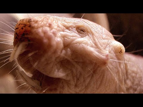 The Road to Curing Cancer is Leading Us to Naked Mole Rats