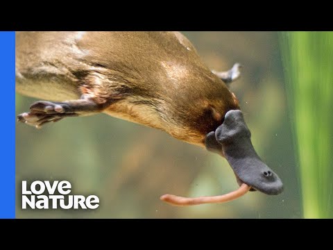 Platypus vs. Platypus | Battle for Dominance