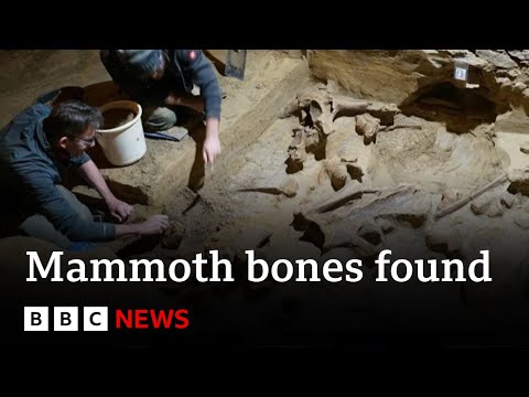 Mammoth bones discovered in wine cellar in Austria | BBC News