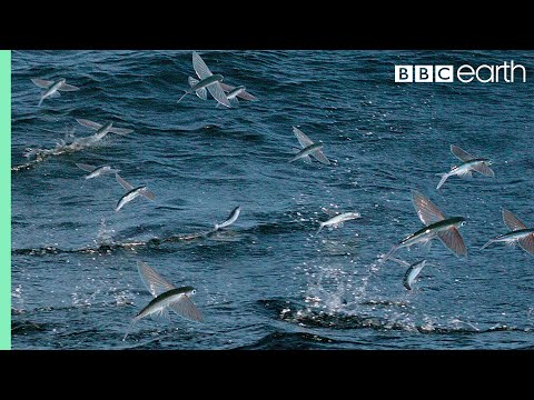 Flying Fish Picked Off From Above And Below | The Hunt | BBC Earth