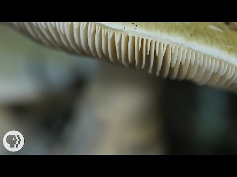 This Mushroom Starts Killing You Before You Even Realize It | Deep Look