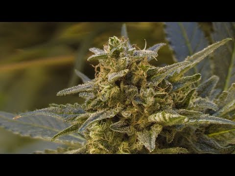 The life cycle of a marijuana plant