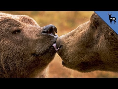 3 Animals That Love Oral Sex