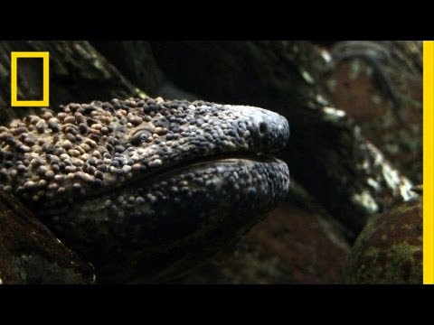 Giant Salamander As Big As a Dog | National Geographic