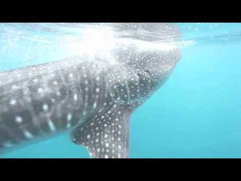 Whale Shark feeding on plankton in the Maldives, June 2012