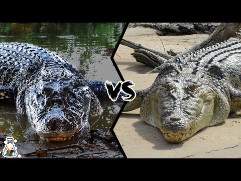 BLACK CAIMAN VS CROCODILE - Which is the Most Powerful?