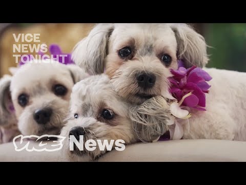 South Korea’s Dog Cloning Industry